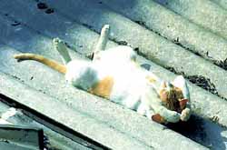 cat-on-roof.jpg