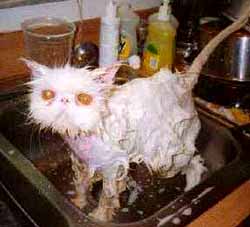 cat-wetkitty.jpg