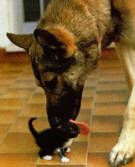 cute_pet_1.jpg