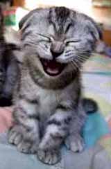 laughingkitten-2.jpg