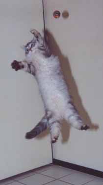 lucky20jumps2.jpg