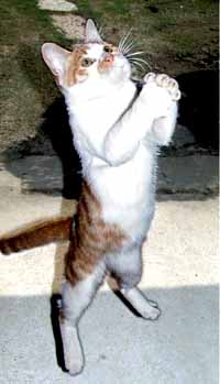 praying-cat-2.jpg