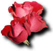 roses1.jpg